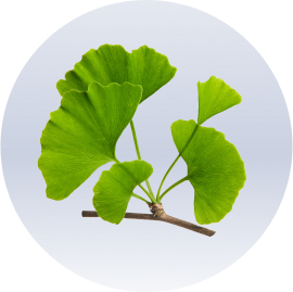 Ginkgo Biloba